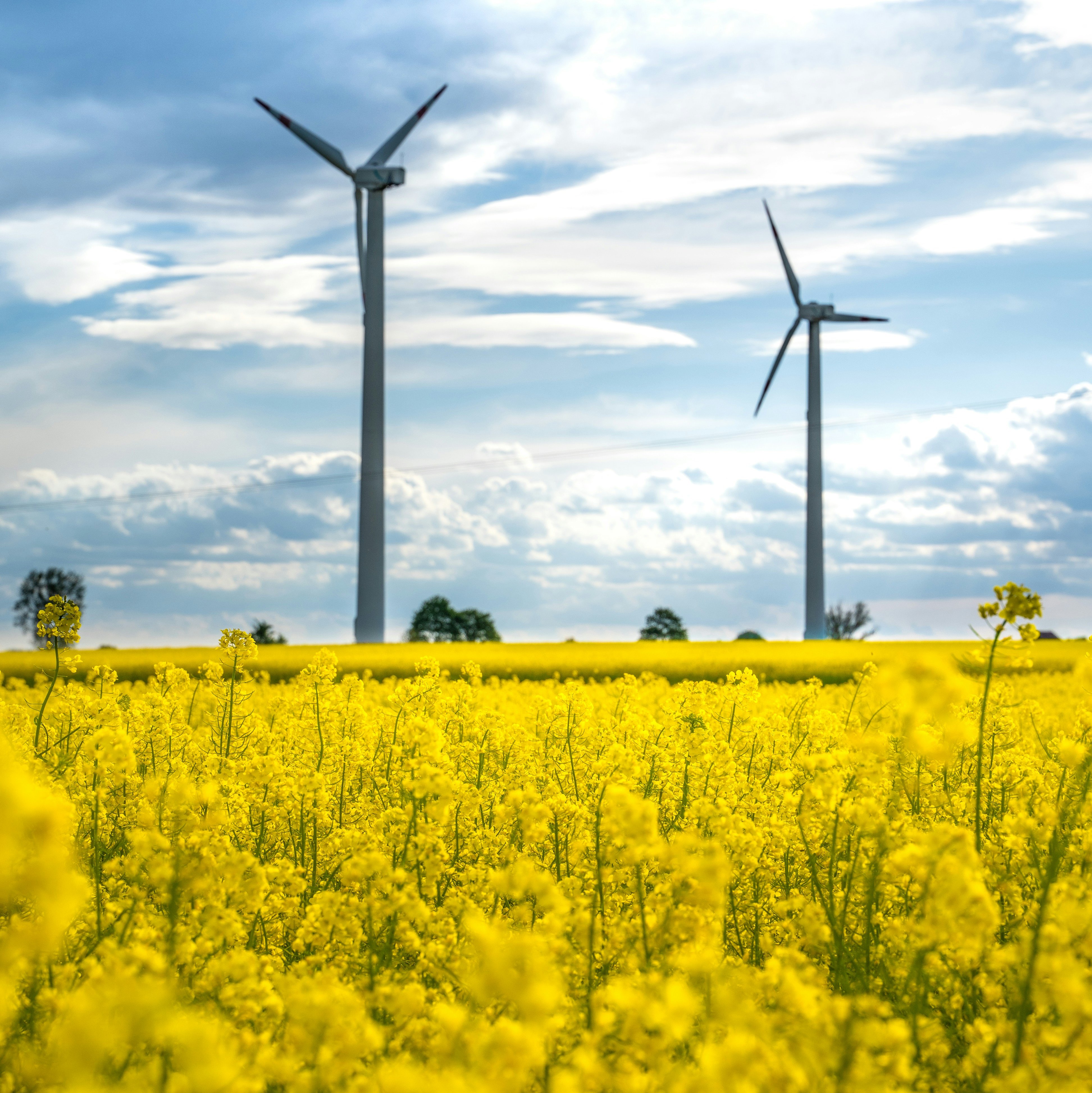 2 Windräder stehen in einer Landschaft aus gelben Rapsblüten